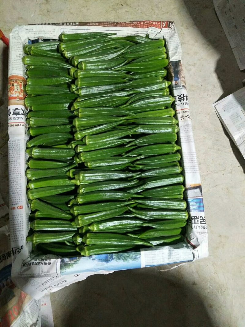 黄秋葵海南秋葵水果秋葵精品水果秋葵上市啦