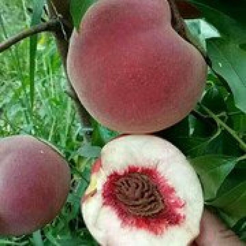 鑫源苗木基地直销中桃8号，果质硬离核，全红。