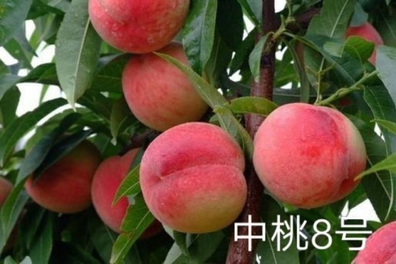 鑫源苗木基地直销中桃8号，果质硬离核，全红。