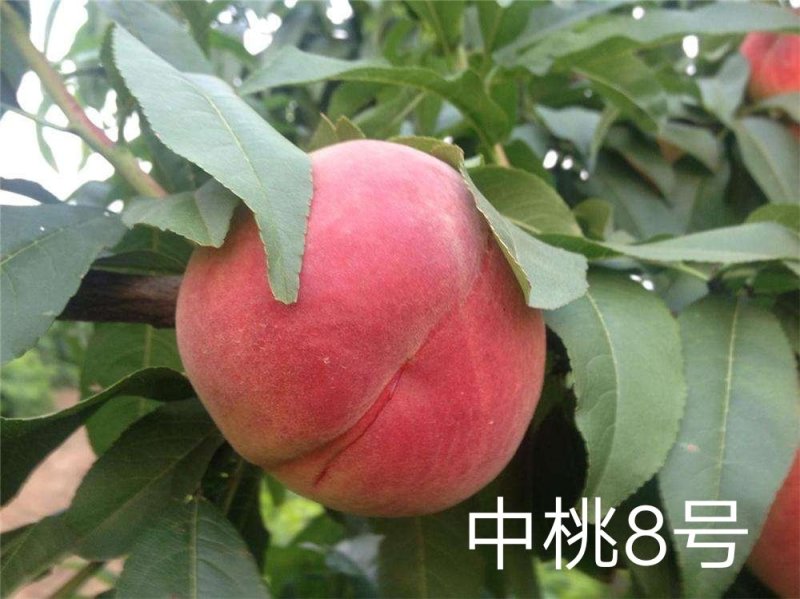 鑫源苗木基地直销中桃8号，果质硬离核，全红。