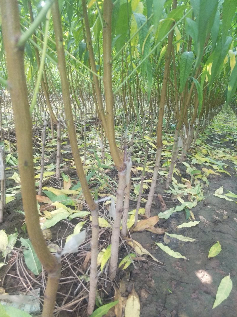 鑫源苗木基地直销中桃8号，果质硬离核，全红。