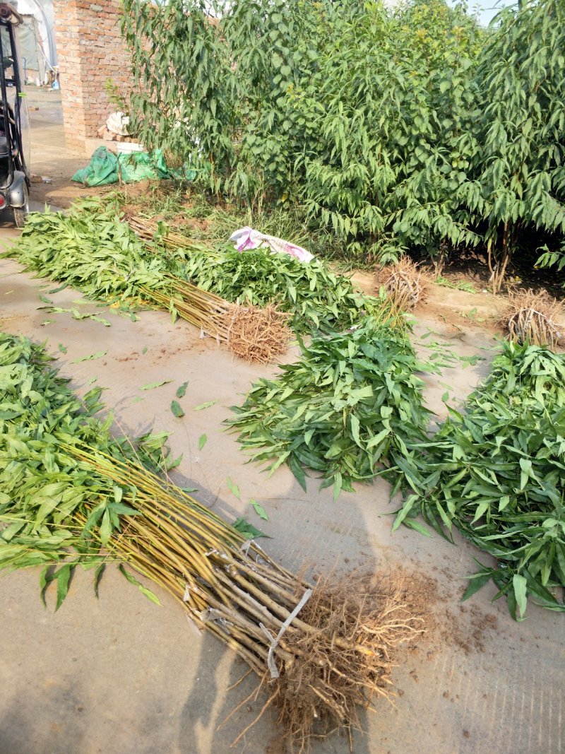 鑫源苗木基地直销中桃8号，果质硬离核，全红。