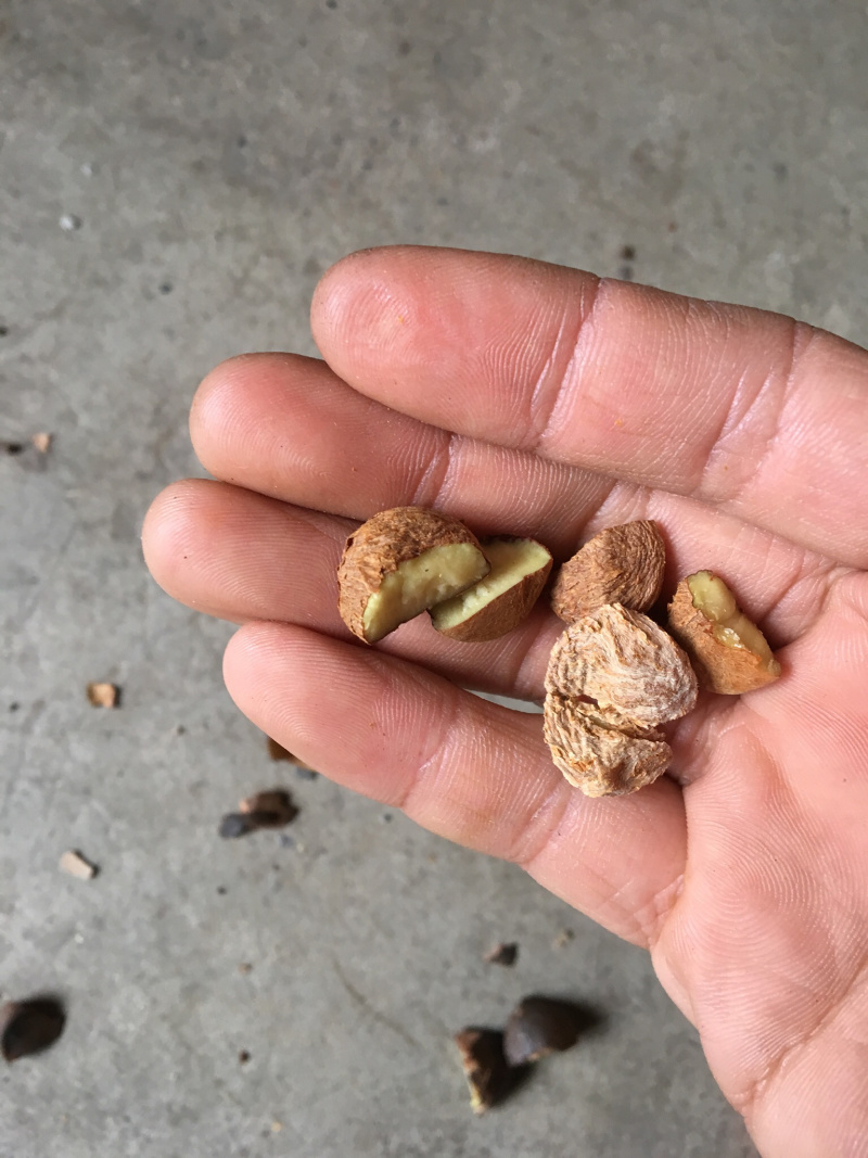 贵州茶籽落地籽产地直销需要的联系价格行情价