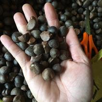 贵州茶籽落地籽产地直销需要的价格行情价