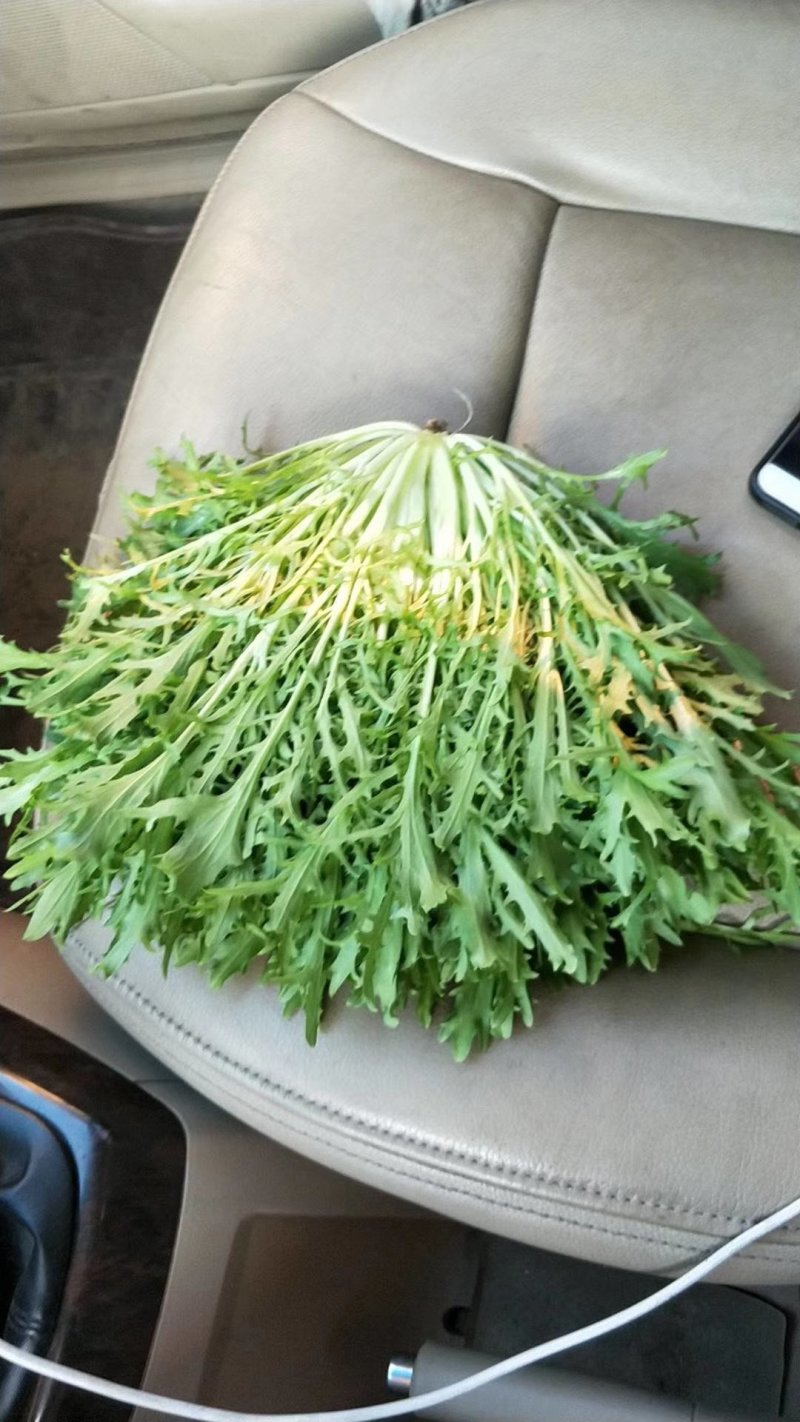 精品苦菊批发苦菊大量上市高端品质货量巨大日供万斤以上