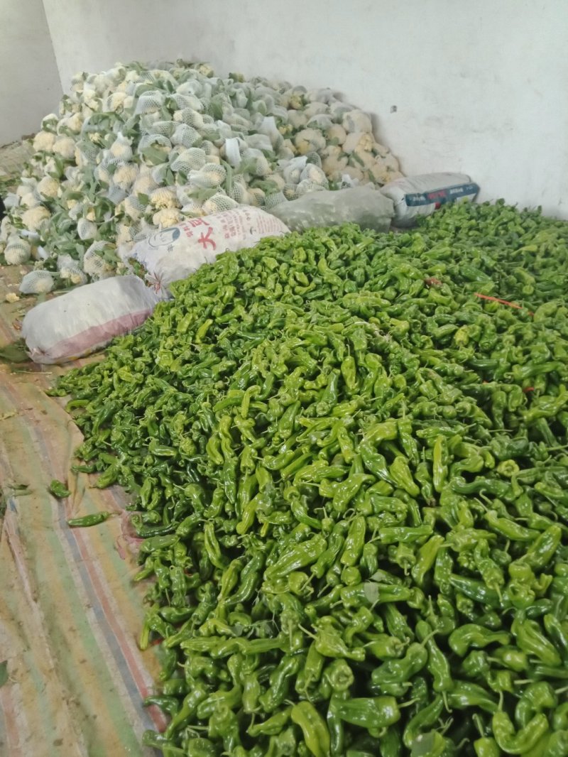 辣椒，薄皮辣椒，20公分以上，大棚种植，鲜货，青嫩亮度好