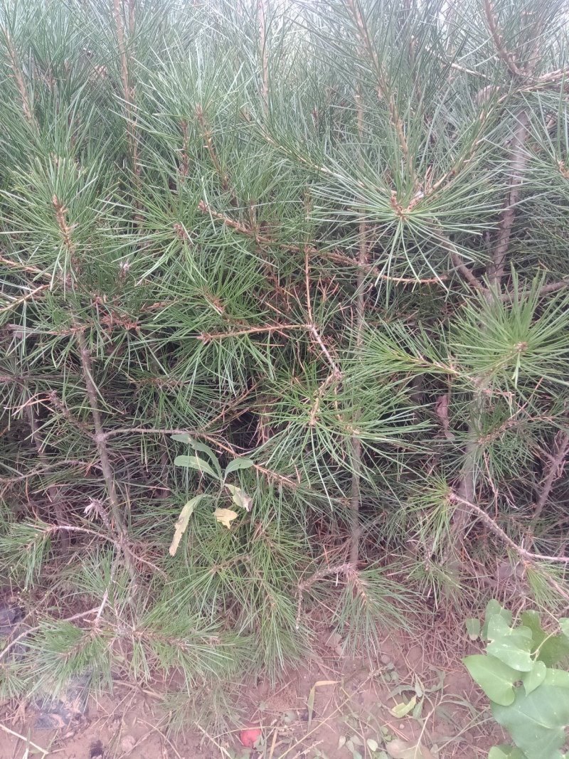 白皮松