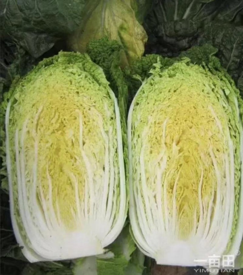 兰陵县春季黄心大白菜，无虫眼，无烧心，产地直发一条龙服务