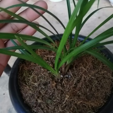 莲瓣，大唐凤羽