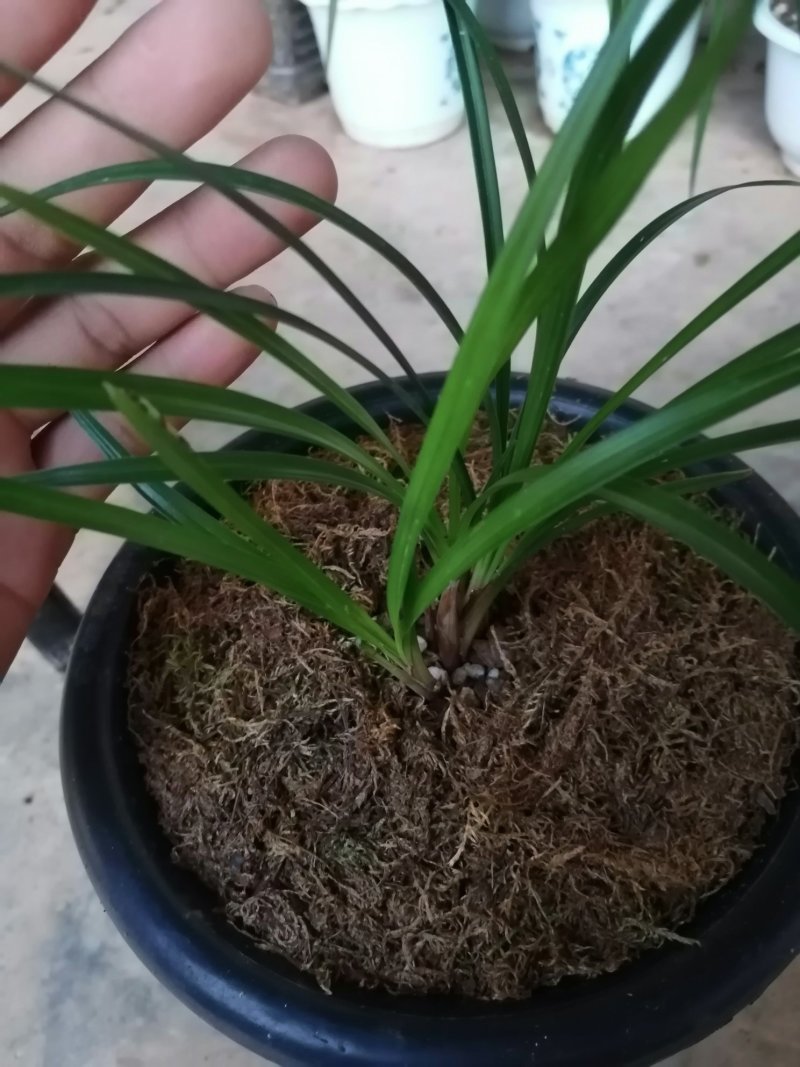 莲瓣，大唐凤羽