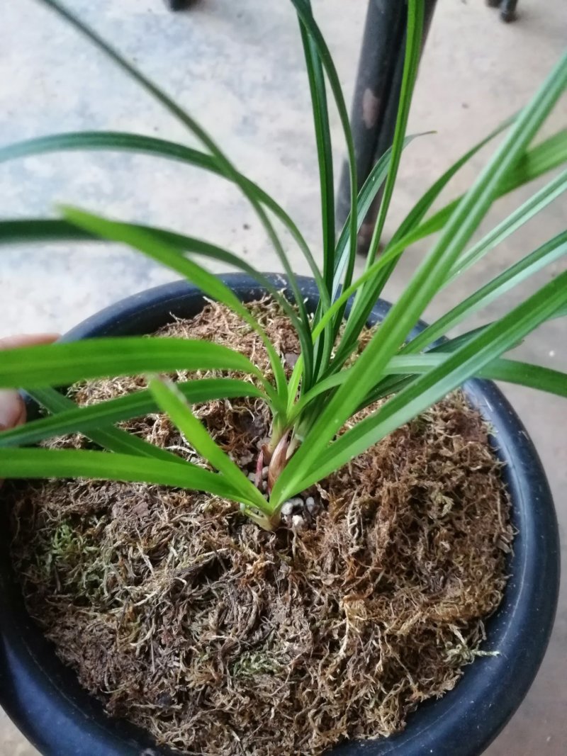 莲瓣，大唐凤羽