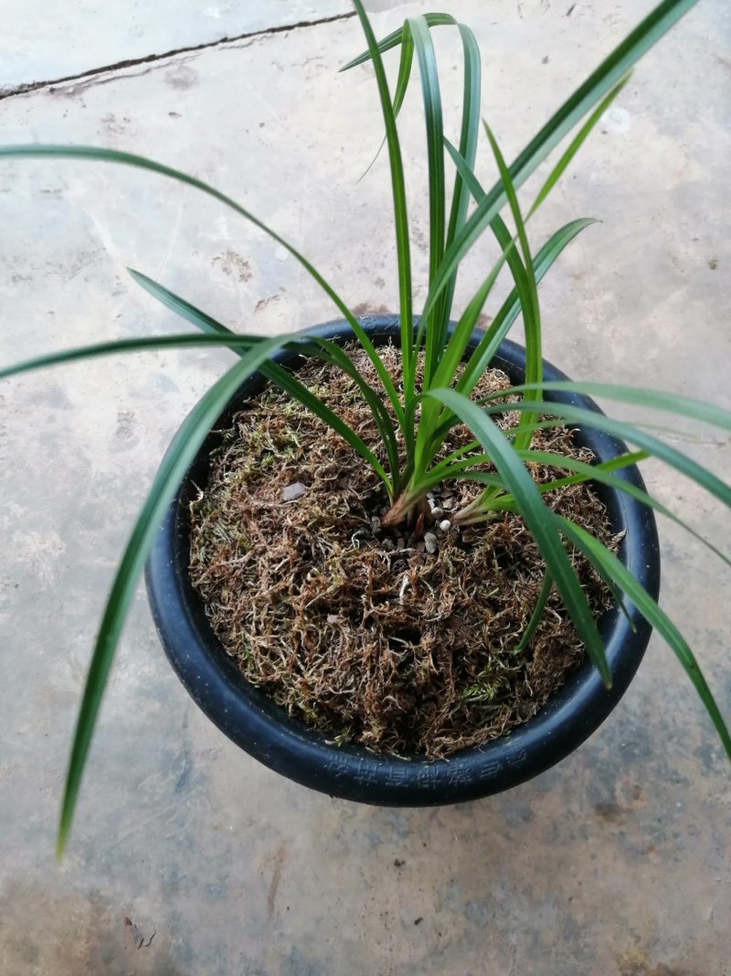 莲瓣，大唐凤羽