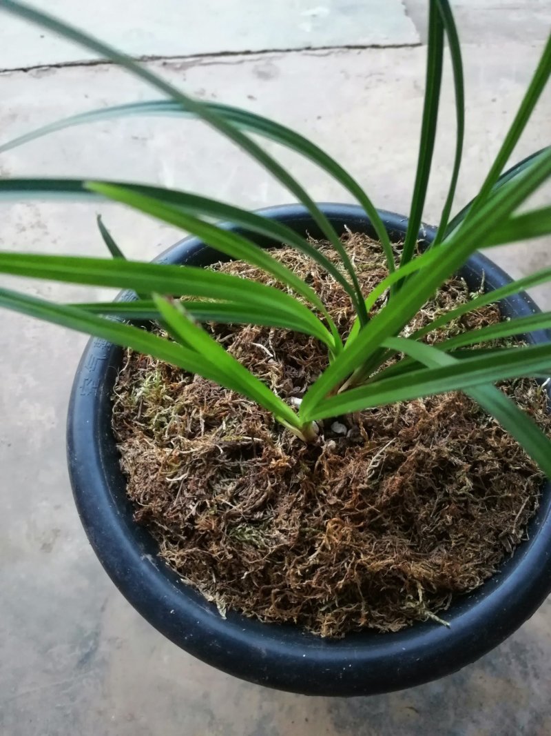 莲瓣，大唐凤羽