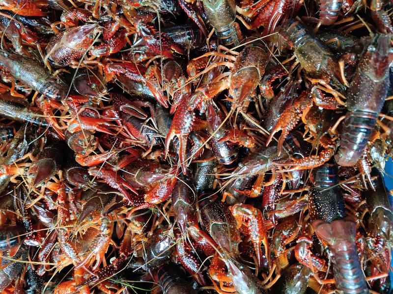大型小龙虾养殖场，长年出售各种规格小龙虾，可提供养殖技术