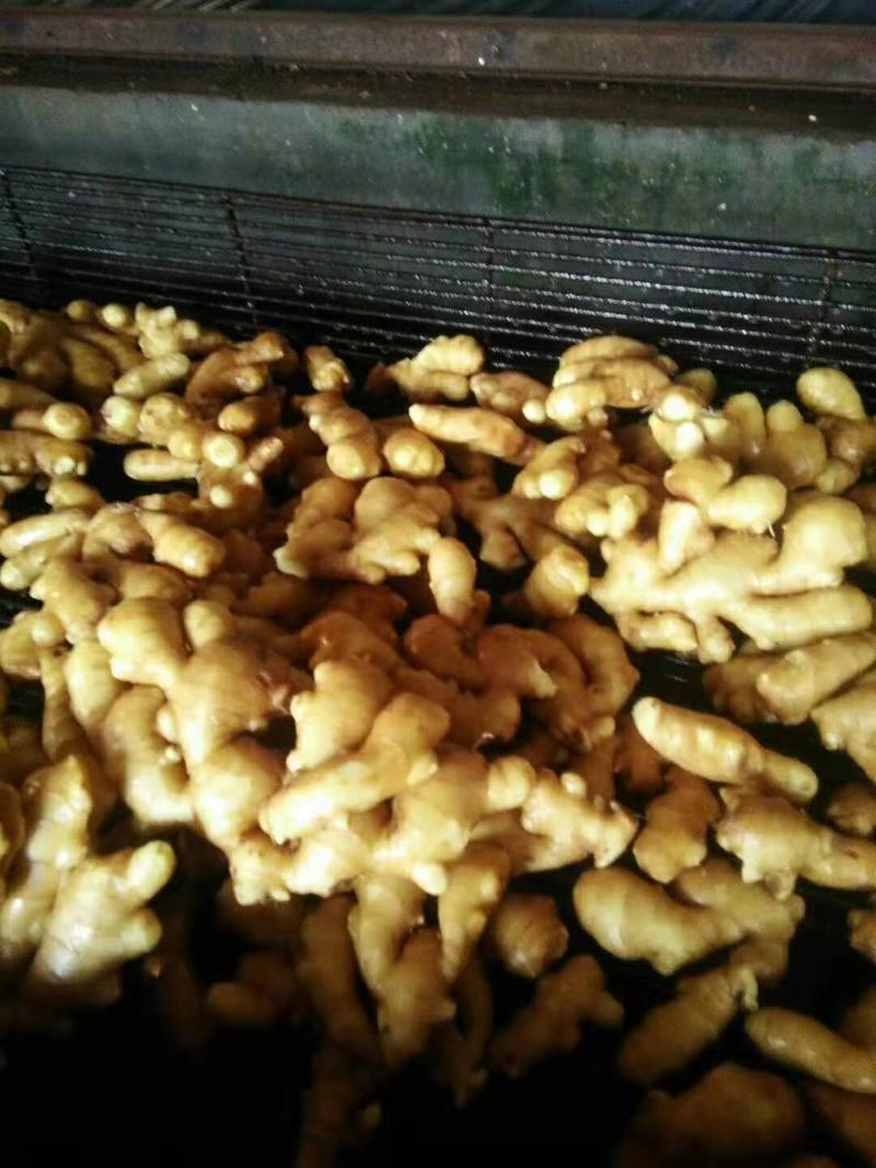 大黄姜优质生姜产地直供保证质量新鲜现货