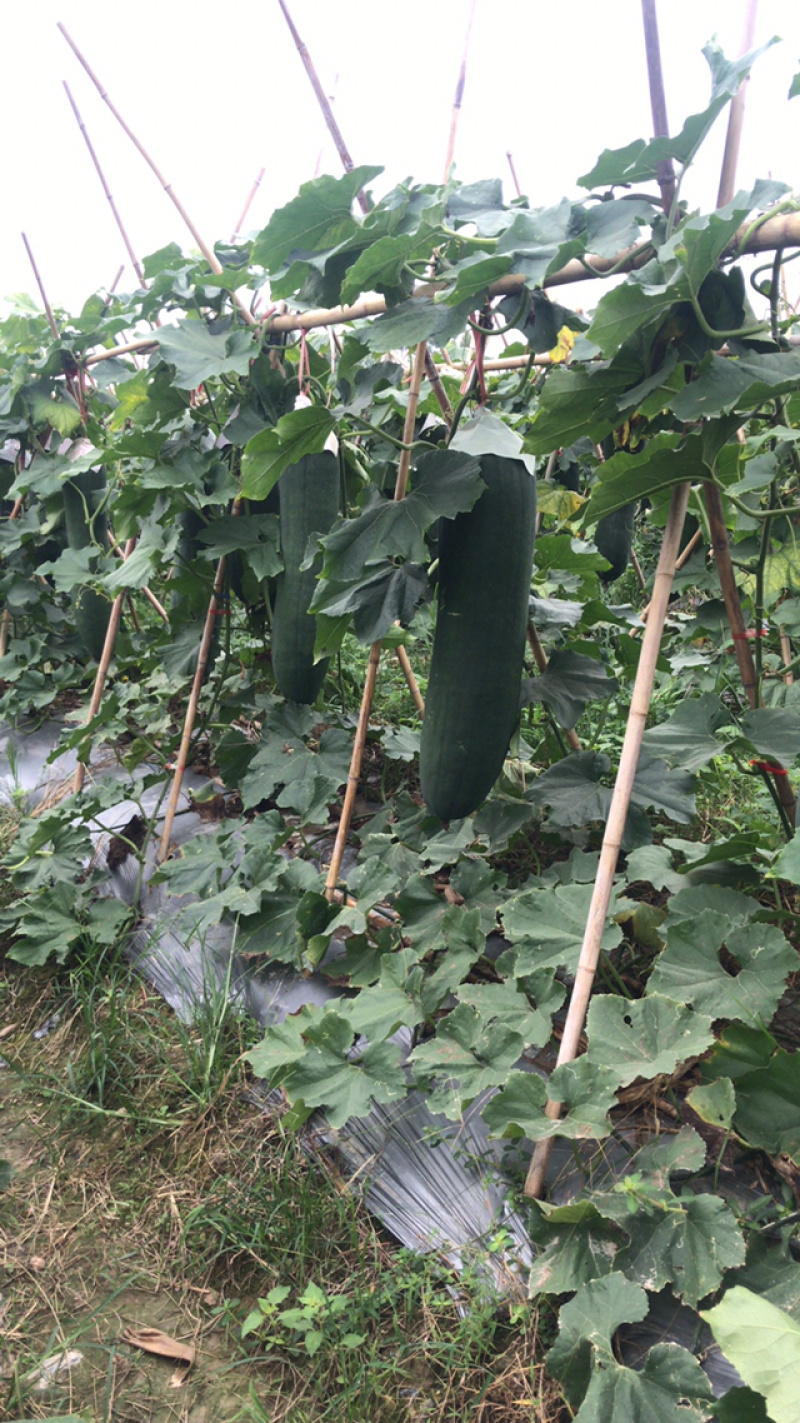 黑皮冬瓜