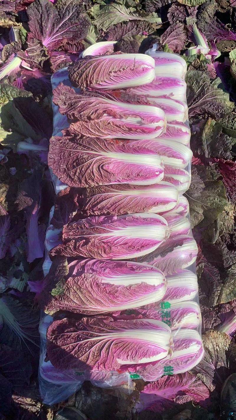 紫白菜唐山专业供应出口商超，需要联系