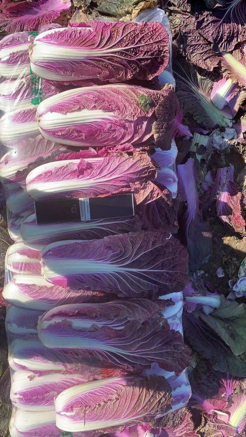 紫白菜唐山专业供应出口商超，需要联系