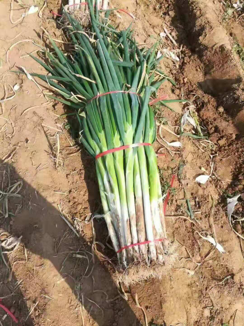 【推荐】干葱大葱钢葱毛葱产地直发货源充足产地直供