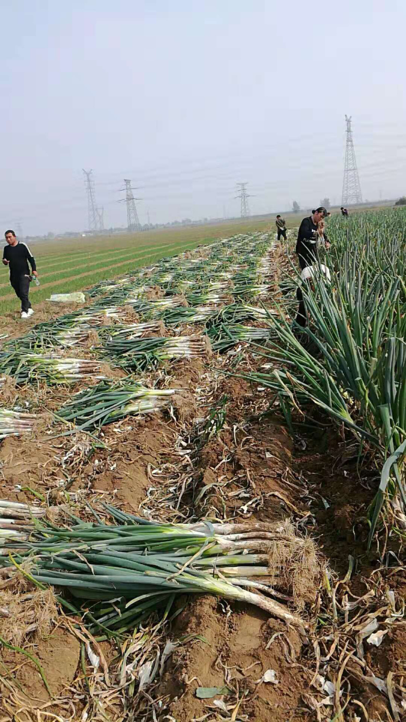 【推荐】干葱大葱钢葱毛葱产地直发货源充足产地直供