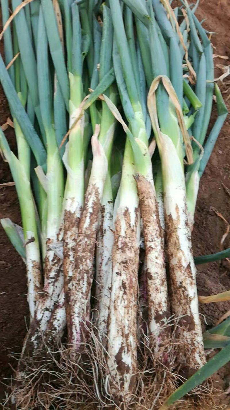 【推荐】干葱大葱钢葱毛葱产地直发货源充足产地直供