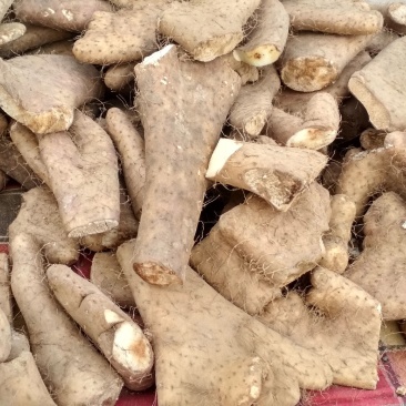 大脚牙，大巴掌，品种繁多，量大优惠，可以留种用