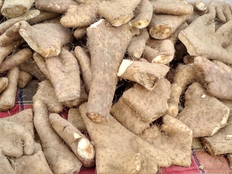 大脚牙，大巴掌，品种繁多，量大优惠，可以留种用