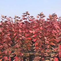 美国红枫（秋火焰）二年苗，高度1.4-1.8米