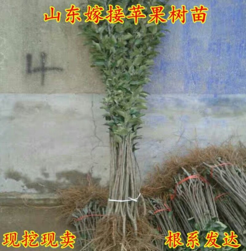 富士2001.冰糖心苹果苗保真基地签约发苗，包邮