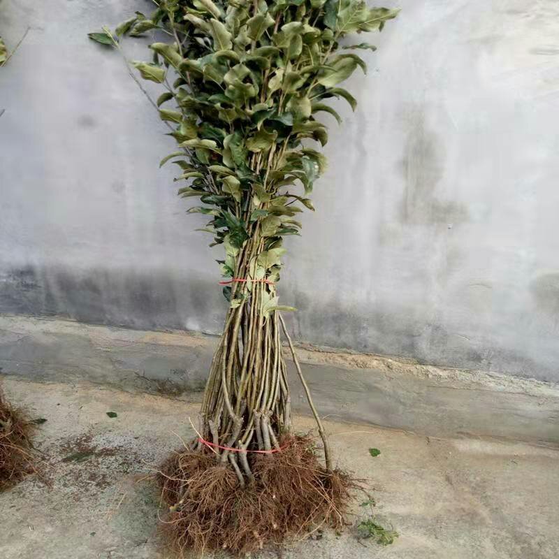 富士2001.冰糖心苹果苗保真基地签约发苗，包邮