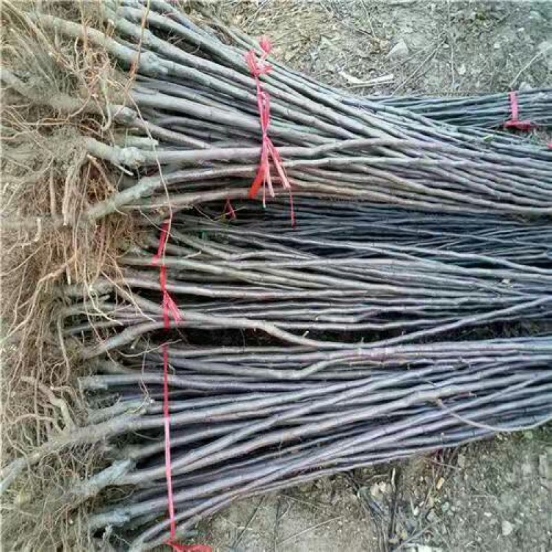 富士2001.冰糖心苹果苗保真基地签约发苗，包邮