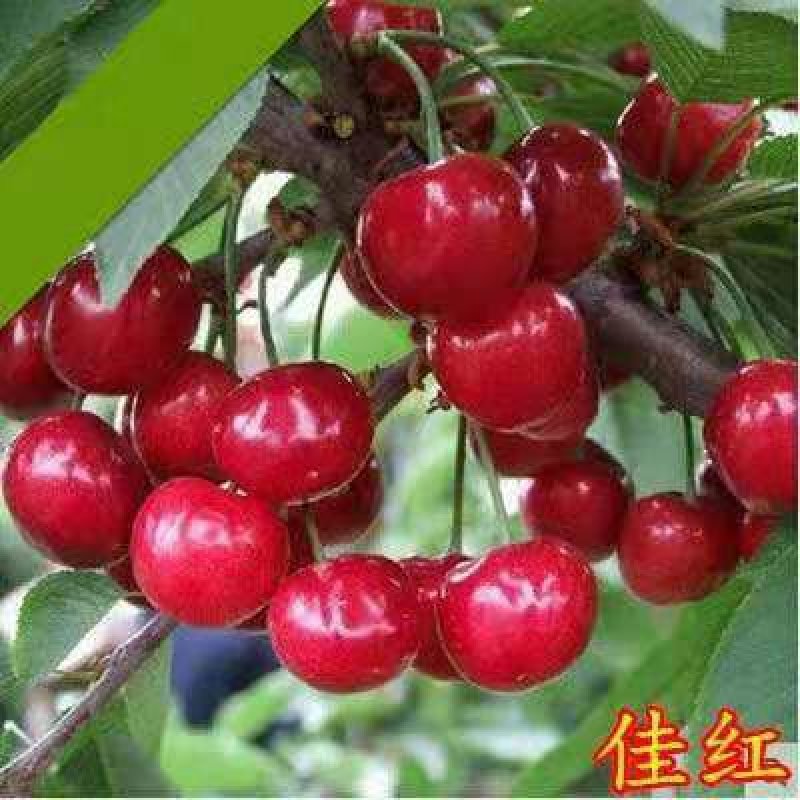 新品种樱桃苗美早齐早红灯樱桃苗现挖现发包邮