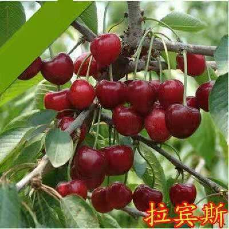 新品种樱桃苗美早齐早红灯樱桃苗现挖现发包邮