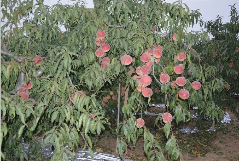 嫁接桃树苗，川岛秋彤映霜红保真发货，包邮