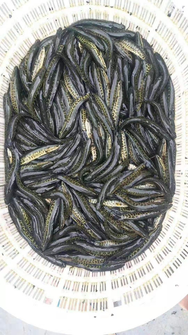 乌鱼苗