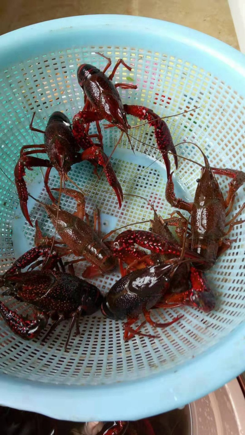 小龙虾