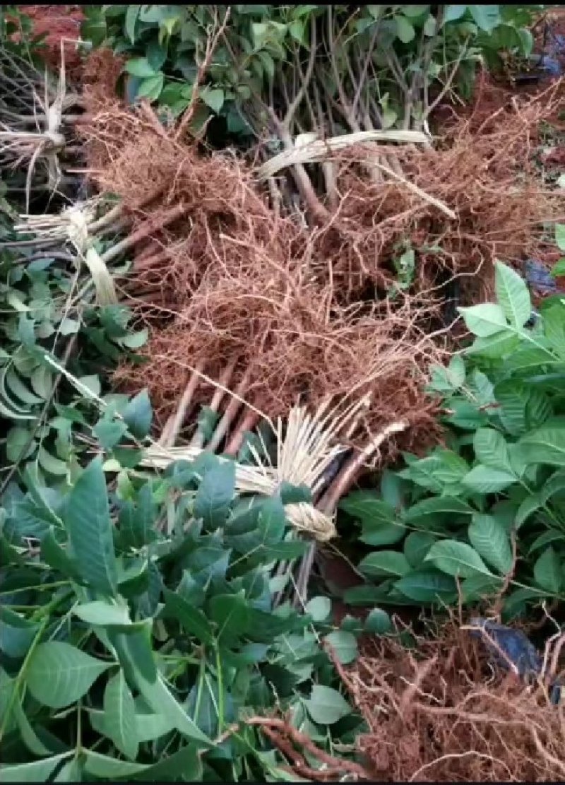 江西樟树中花吴茱萸苗，您最佳的选择！