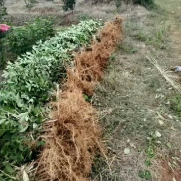 江西樟树中花吴茱萸苗，您最佳的选择！