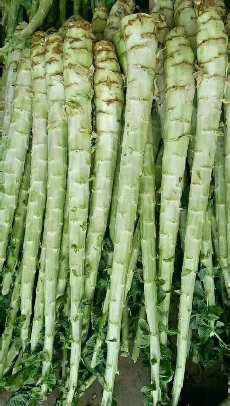 莴笋杆子大量有货代发全国保质保量欢迎合作
