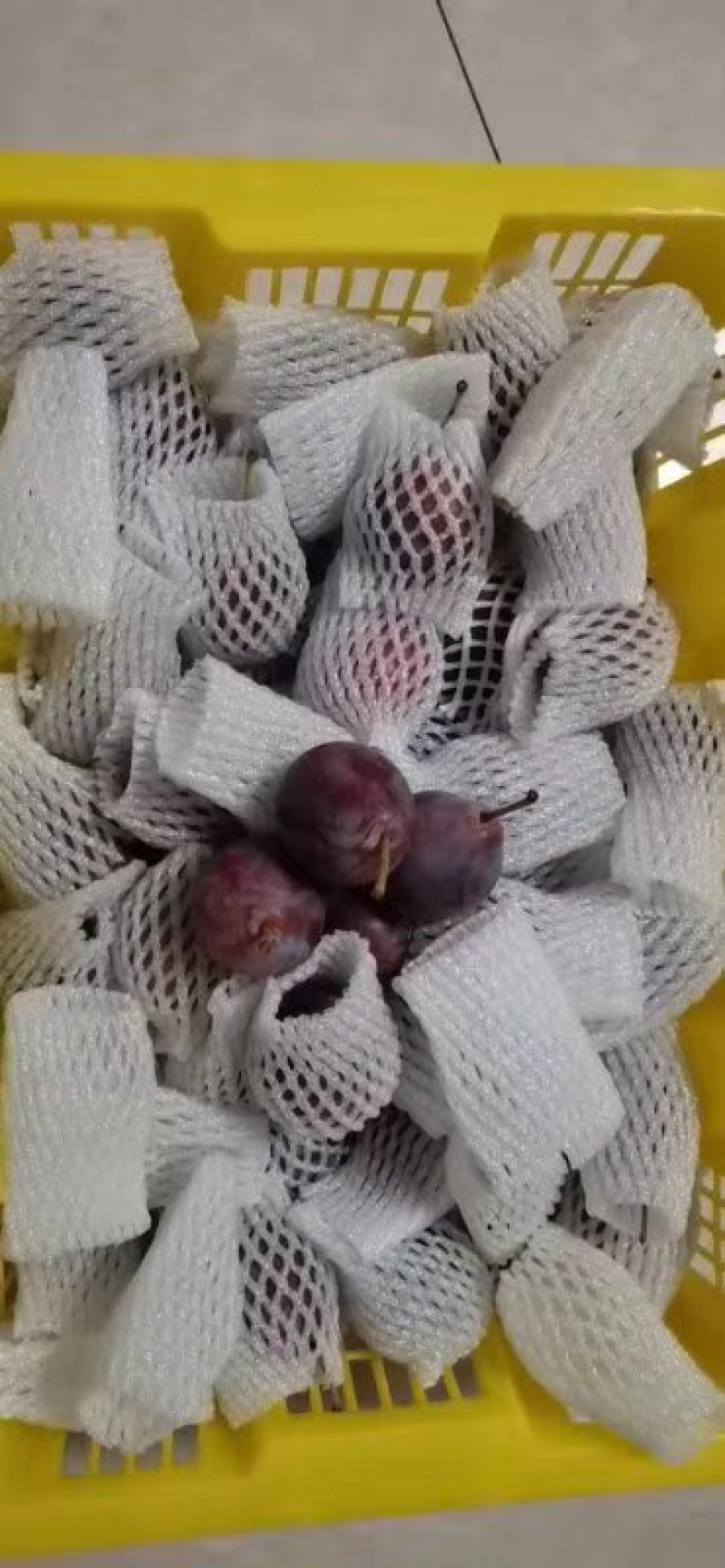 法兰西西梅苗