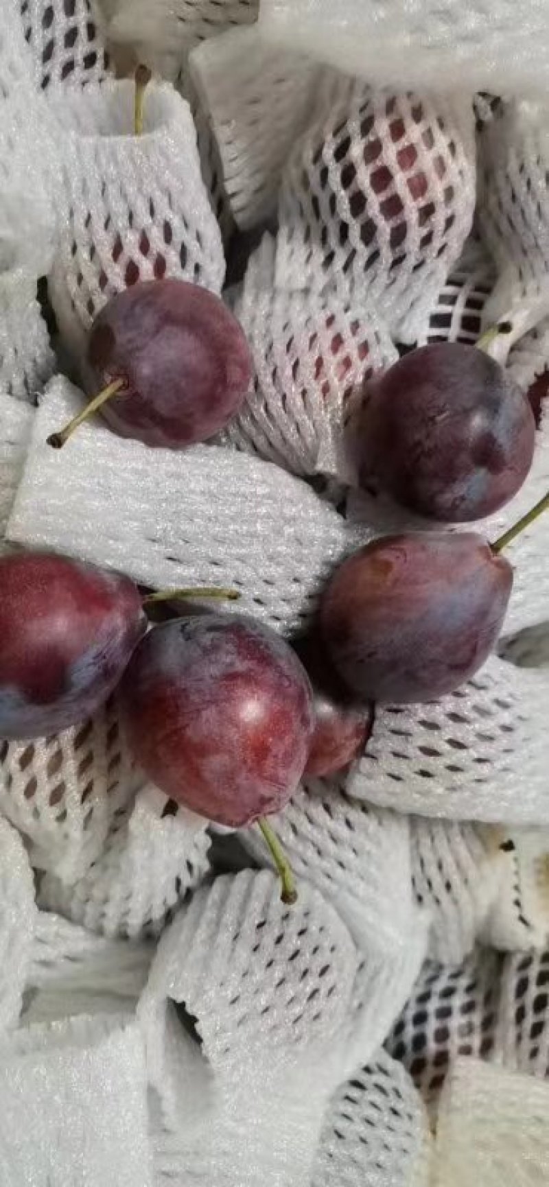 法兰西西梅苗