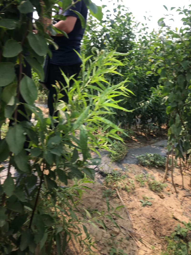 法兰西西梅苗