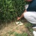 法兰西西梅苗