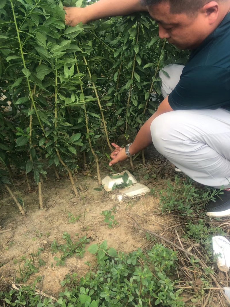 法兰西西梅苗
