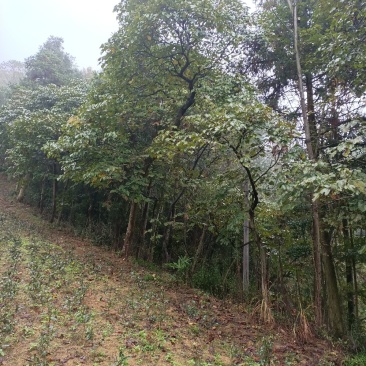 原生态桐油(一手货源包邮)