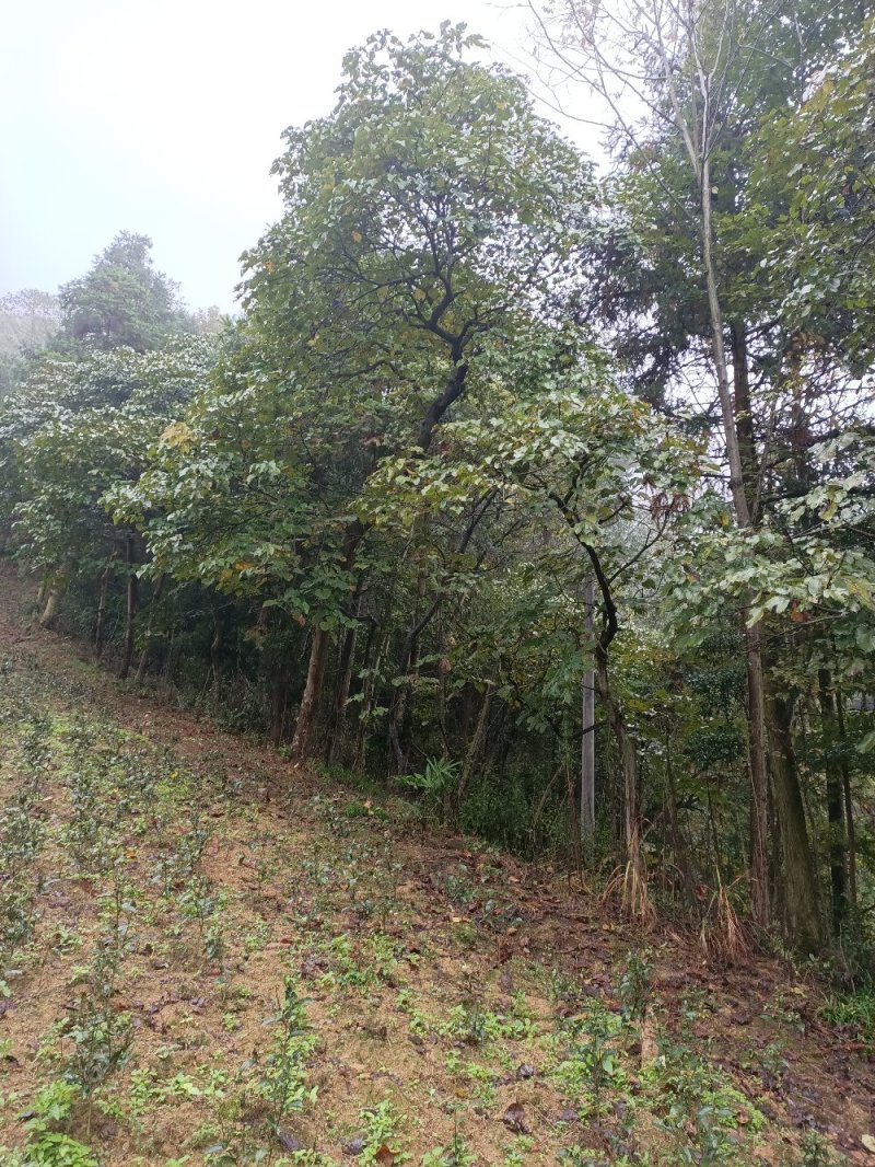 原生态桐油(一手货源包邮)
