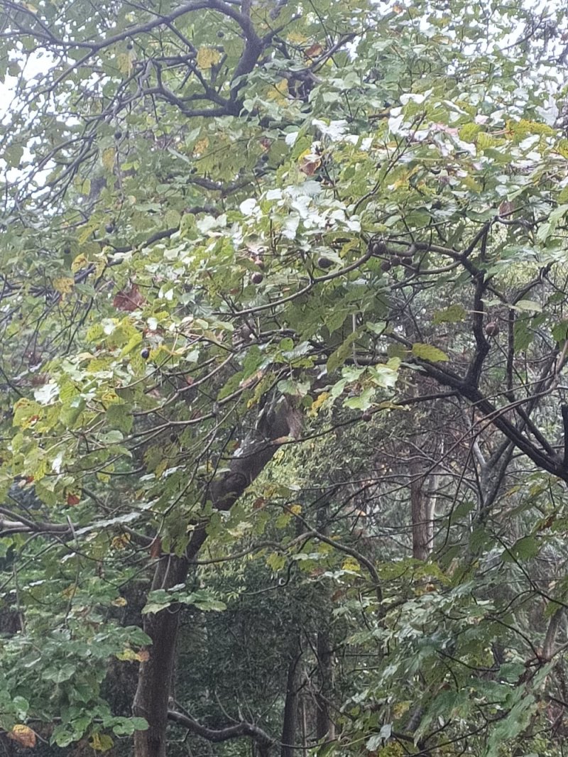 原生态桐油(一手货源包邮)