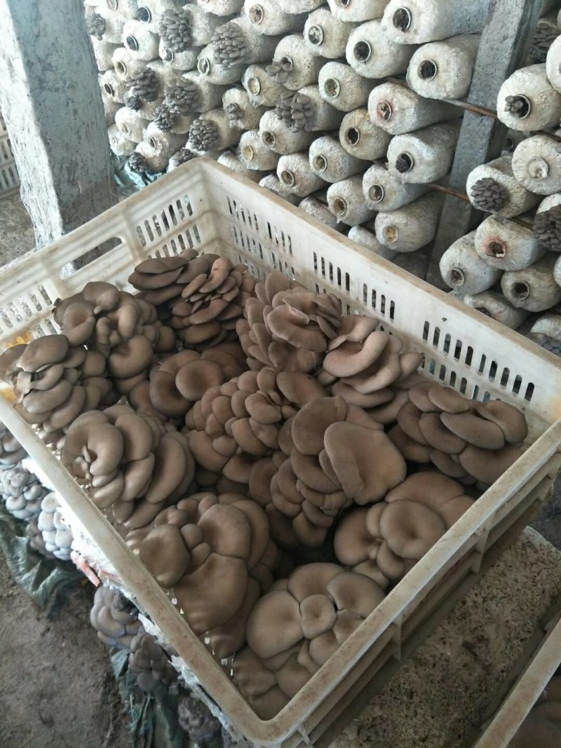 平菇熟料菌棒