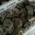 平菇熟料菌棒