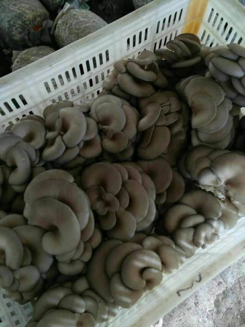 平菇熟料菌棒